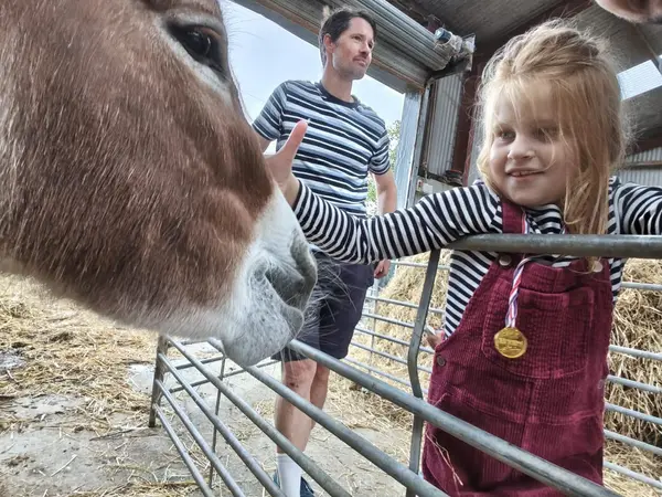 A child reaching over a fence to greet a donkey