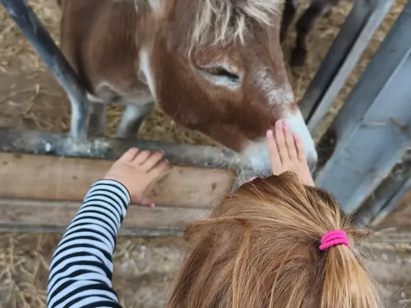 A child feeding a donkey through the fence