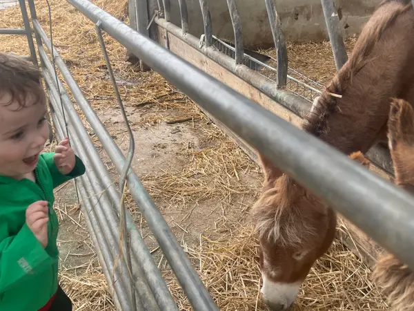 A toddler meeting a donkey at the farm gate